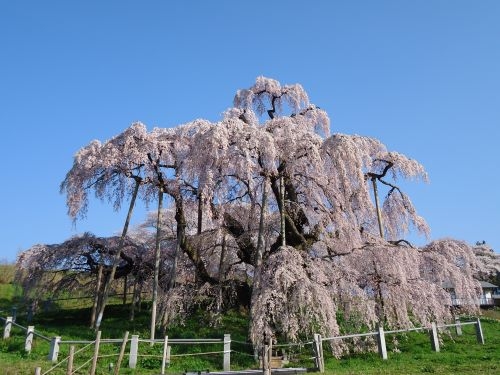 【予約埋まり始めてます！】✿福島春の花日和✿ 日本三大桜『三春滝桜』＆桃源郷『花見山』空の庭で“天空のハンバーグ”