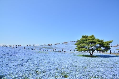 【4/18(土)4/19(日)出発決定☆】一面青の絨毯「ひたち海浜公園のネモフィラ」と境内から海が一望できるパワースポット「大洗磯前神社」