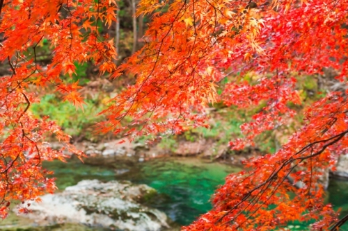 紅葉の絶景！『諏訪峡ウォーク』＆秋の味覚りんご狩り