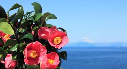 第71回 大島椿まつり