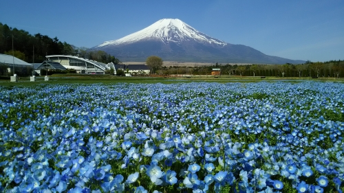 ネモフィラと富士山の絶景！山中湖 花の都公園&富士山を体感「ふじさんミュージアム」
