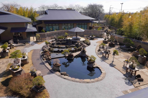 大宮さんぽ！樹齢数百年の生きるアートに感動 「大宮盆栽美術館」見学と パワースポット！「大宮氷川神社」参拝