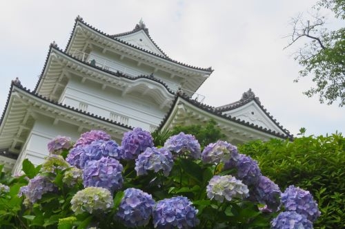 初夏の小田原!お城に映える「あじさいと花菖蒲」 &贅沢お刺身食べ放題