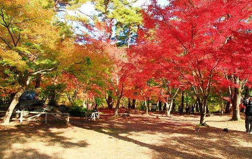レトロ列車『SLパレオエクスプレス』で行く紅葉旅！車窓から眺める秋景色＆長瀞もみじのトンネル