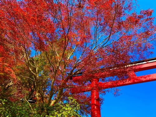 ケーブルカーで紅葉の高尾山へ！
