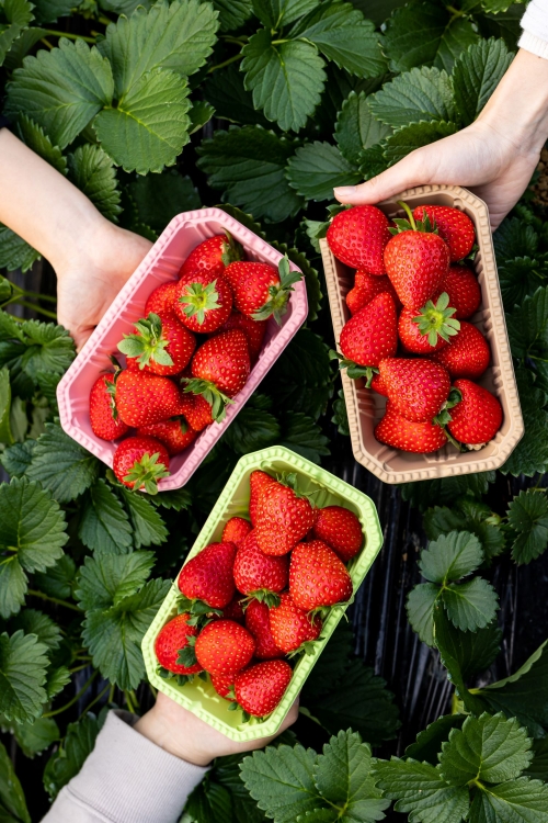 日本夜景遺産認定！幻想的な『湯西川温泉かまくら祭り』と春を味わう『いちご狩り食べ放題』