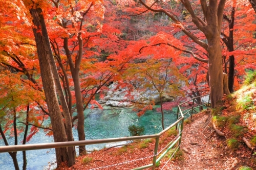 紅葉の絶景！『諏訪峡ウォーク』＆秋の味覚りんご狩り