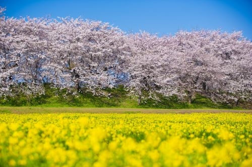 春を満喫!!桜と菜の花の咲き乱れる幸手権現堂桜堤と 小江戸川越散策＆年間約400万人が訪れるサイボクハム