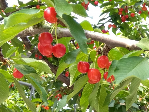 鮮度が命!福島さくらんぼ食べ放題と上杉謙信公を祀る戦国の聖地「上杉神社」&米沢牛切り落し牛鍋御膳