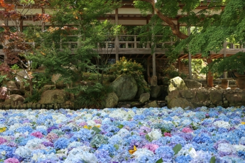 メロン生産量日本一‼鉾田メロン試食 あじさいが咲き誇る「雨引観音」