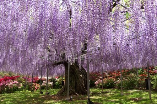 五感で満たす「両毛」再発見の旅 　解説員と歩く足利学校・春限定の床もみじ、そして世界が認めた大藤のシャワー