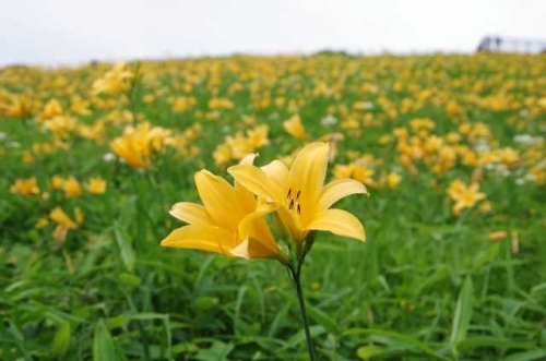 栃木の絶景☆空へと続く1445段の大階段！ ニッコウキスゲ咲く！霧降高原キスゲ平『天空回廊』展望台