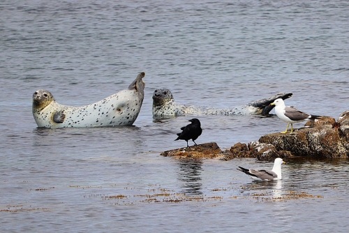 一度は行ってみたい離島シリーズ第1弾！好評のため、追加設定☆ 絶景の2島「利尻・礼文島」と日本最北の街「稚内」を巡る3日間の旅！