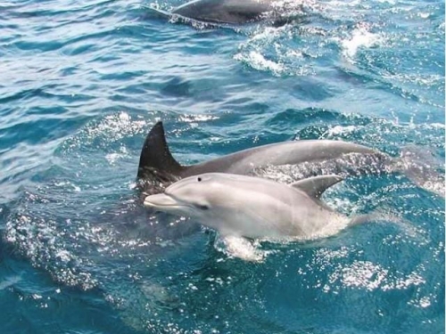 一度は行ってみたい離島シリーズ第２弾！「天草諸島」と 絶景・歴史・グルメを巡る九州５県周遊４日間の旅♪