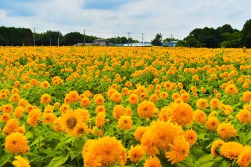 100万本の絶景!全国的に珍しい「八重ひまわり」& 一言の願いが叶うパワースポット『一言主神社』