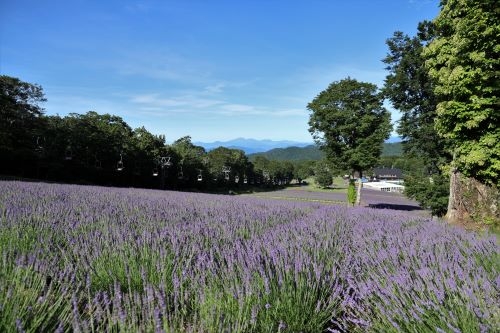 紫の絨毯！関東最大級の絶景ラベンダー＆ 縁起だるまの発祥地『少林山達磨寺』