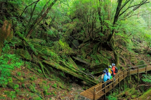 一度は行ってみたい離島シリーズ第3弾! 世界自然遺産「屋久島」と南九州「鹿児島・宮崎」を巡る贅沢4日間の旅♪