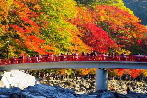 古刹・渓谷・そして名城 東海の美秋を巡る旅