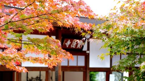 紅葉のリフレクション!!秋の床もみじ特別公開と国産ブランド和牛!! 赤城牛の昼食＆日本最大のゆば窯で、とろとろ絶品生ゆばすくい体験