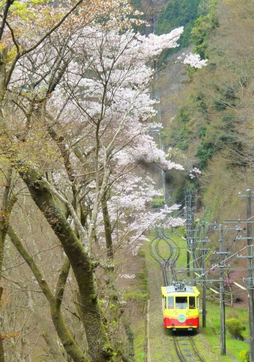 ケーブルカーで春の高尾山へ！